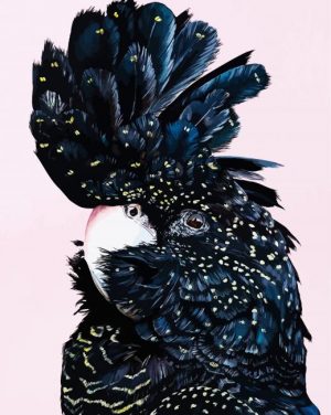 Red Tailed Black Cockatoo Paint By Number