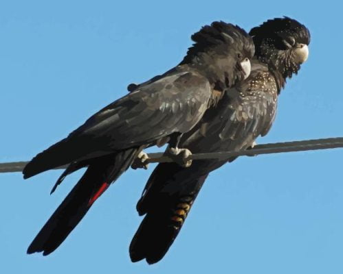 Black Cockatoo Birds Paint By Number