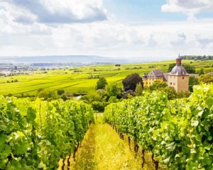 Rheingau Landscape Paint By Number