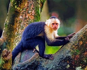 The Capuchin Monkey Paint By Number