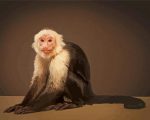 The Capuchin Monkey Paint By Number