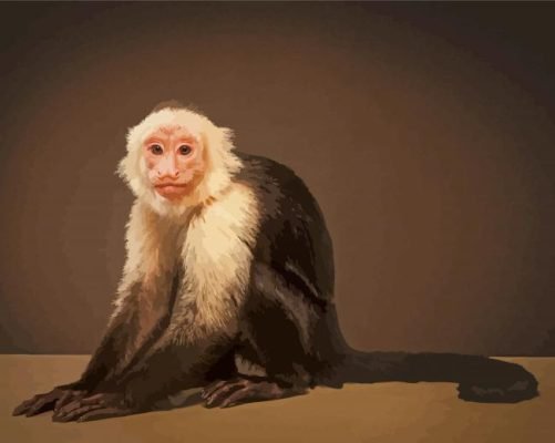 The Capuchin Monkey Paint By Number