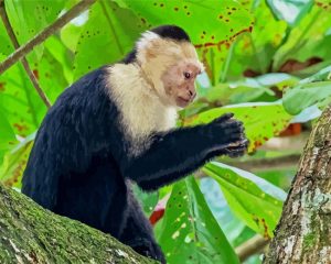 The Capuchin Monkey Paint By Number