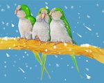 Three Quaker Parrots Paint By Number