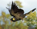 Yellow Tailed Black Cockatoo Paint By Number