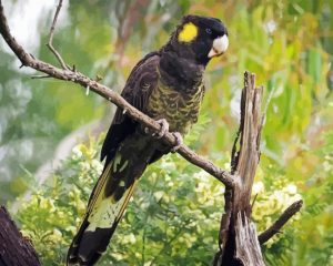 Yellow Tailed Black Cockatoo Paint By Number