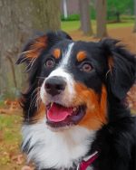 Tri Australian Shepherd Paint By Number