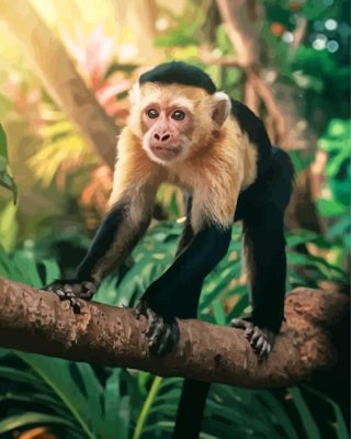 Cute Capuchin Monkey Paint By Number