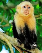 Adorable Capuchin Monkey Paint By Number