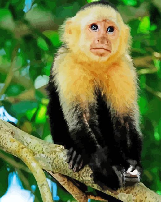 Adorable Capuchin Monkey Paint By Number