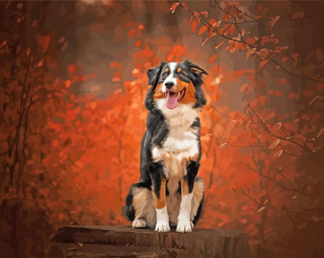 Black Tri Australian Shepherd Paint By Number
