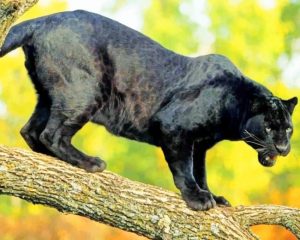 Black Panther Tiger Paint By Number