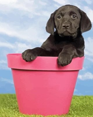Cute Black Labrador Retriever Paint By Number