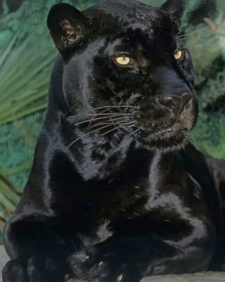 Black Panther Animal Paint By Number