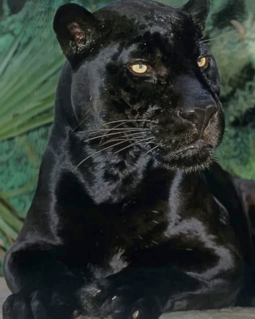 Black Panther Animal Paint By Number