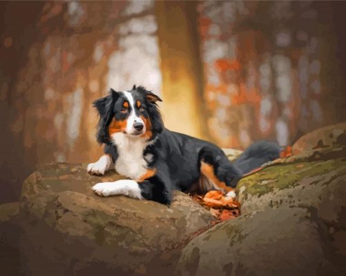 Black Tri Australian Shepherd Paint By Number