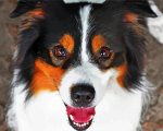 Australian Shepherd Face Paint By Number