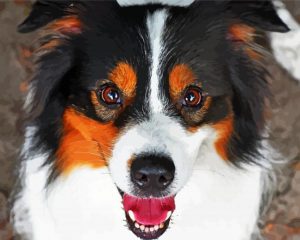 Australian Shepherd Face Paint By Number