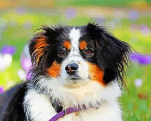Black Tri Australian Shepherd Puppy Paint By Number
