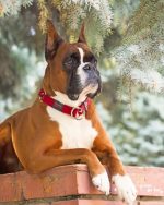 Boxer Dog Paint By Number