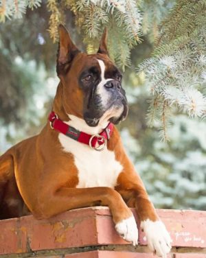 Boxer Dog Paint By Number