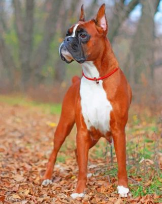 Boxer Dog In Forest Animal Paint By Number