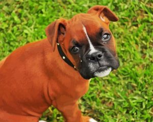 Boxer Dog Puppy Paint By Number