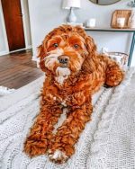 Brown Goldendoodle Paint By Numbers