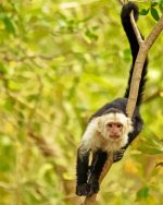 Capuchin Monkey Animal Paint By Number