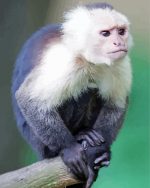 Capuchin Monkey Animal Paint By Number