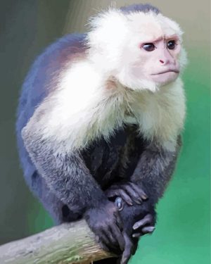 Capuchin Monkey Animal Paint By Number