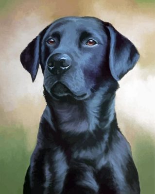 Black Labrador Art Paint By Number