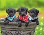 Black Labrador Retrievers Paint By Number