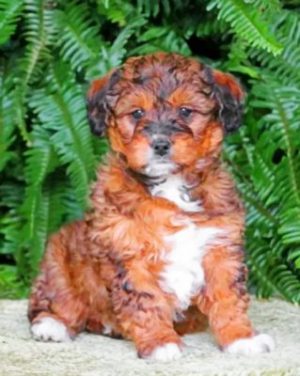 Goldendoodle Pet Paint By Numbers