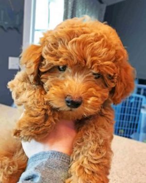 Brown Goldendoodle Paint By Numbers