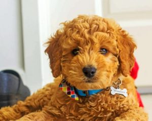 Goldendoodle Puppy Paint By Numbers