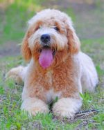 Goldendoodle Dog Paint By Numbers
