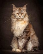 Maad Maine Coon Paint By Number