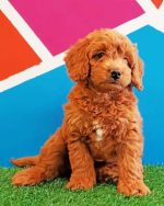 Goldendoodle Puppy Paint By Numbers