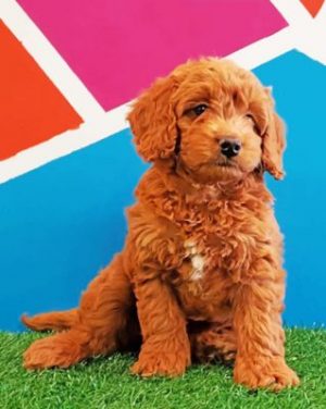 Goldendoodle Puppy Paint By Numbers