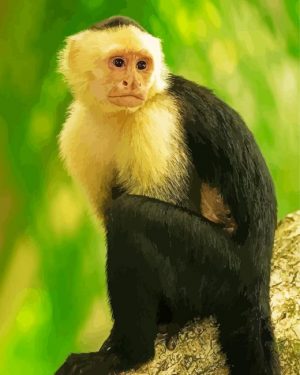 Panamanian White Faced Capuchin Monkey Paint By Number