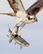 Aesthetic Osprey Carrying Fish Paint By Number