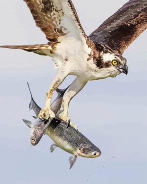 Aesthetic Osprey Carrying Fish Paint By Number