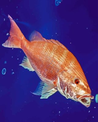 Snapper Fish Art Paint By Number