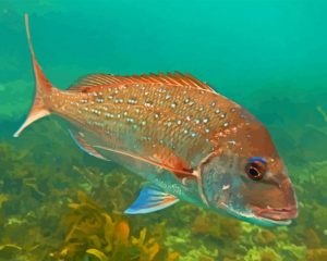 Snapper Fish Paint By Number