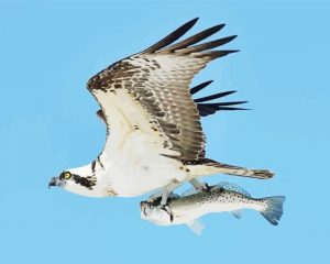 Osprey Carrying Fish Paint By Number