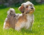 Havanese Dog Animal Paint By Number