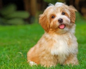 Havanese Dog Paint By Number