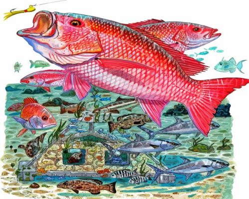 Red Snapper Paint By Number