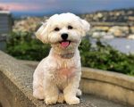 White Havanese Dog Paint By Number